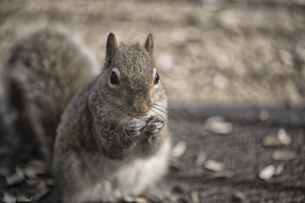 Squirrel Portrait by lstasel