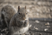 8th Mar 2015 - Squirrel Portrait