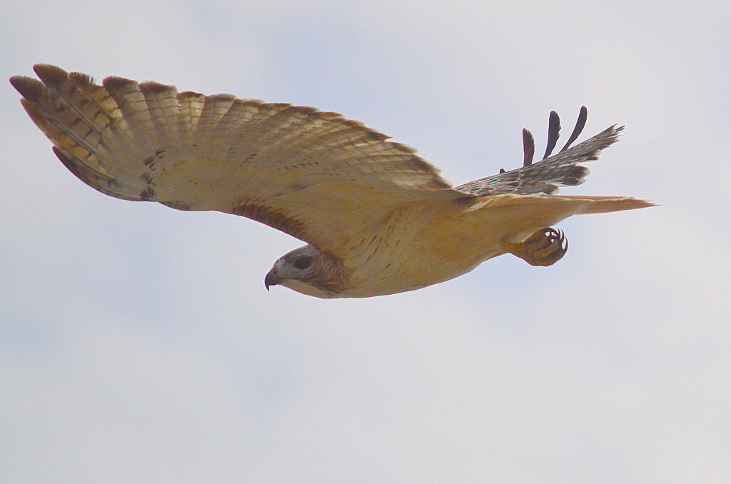 Wing and Talon by kareenking