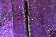2nd Nov 2010 - Purple Beetle