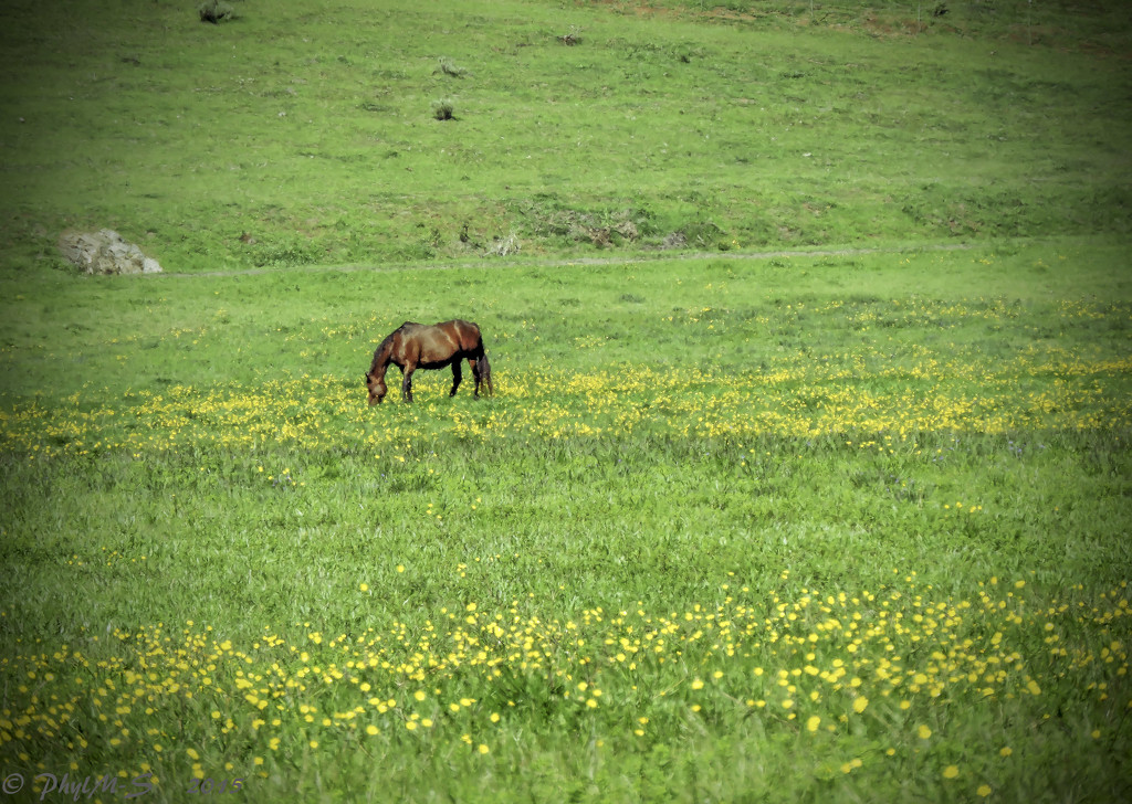 Horse in Wild Flower Field by elatedpixie