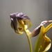 Death of a tulip. by cocobella