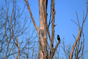 9th Mar 2015 - Common Grackle