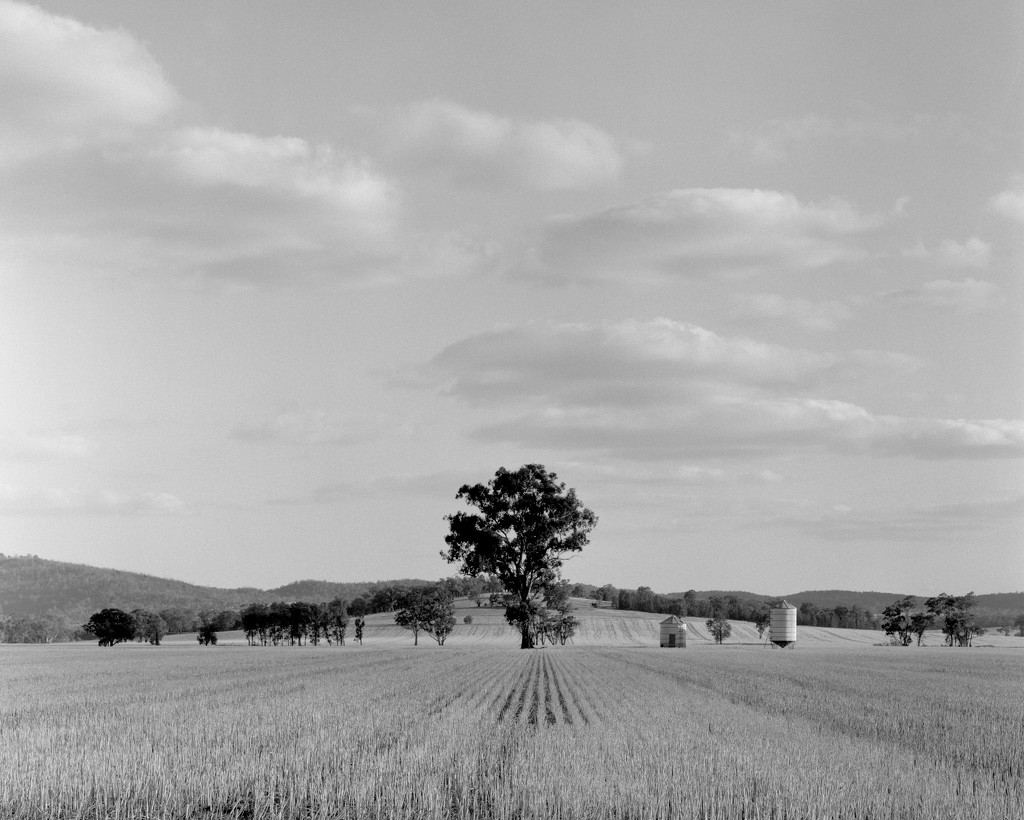 Sad tree after harvest by peterdegraaff