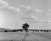 10th Mar 2015 - Sad tree after harvest