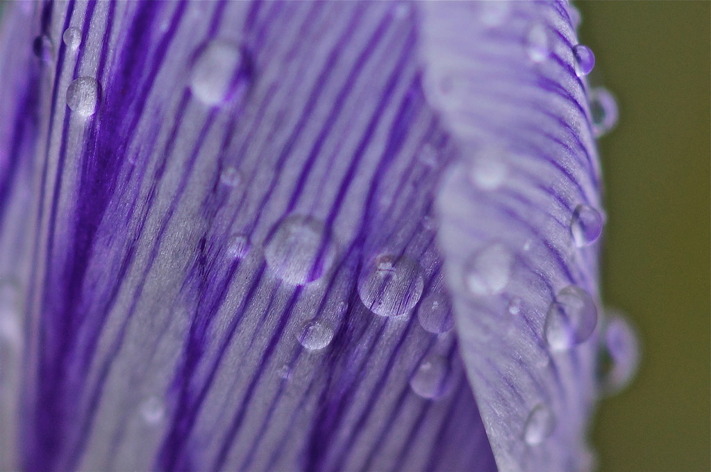 UP CLOSE CROCUS FOCUS -TWO by markp