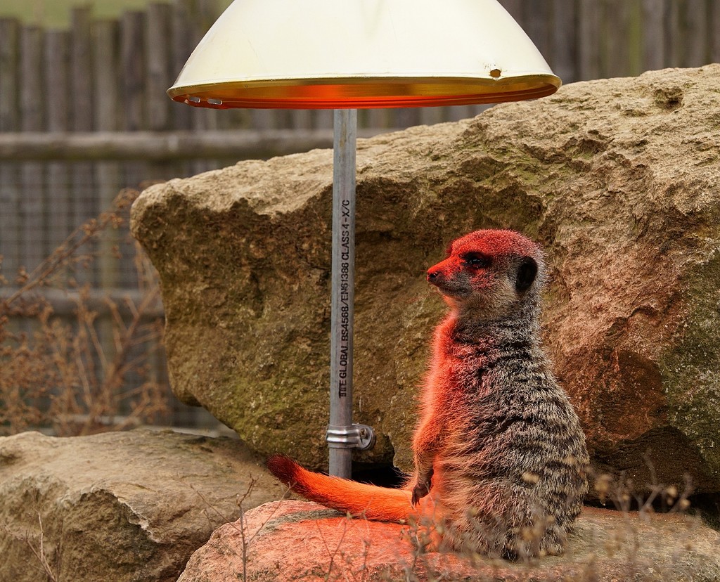lightbathing - meerkat style by quietpurplehaze