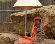 10th Mar 2015 - lightbathing - meerkat style