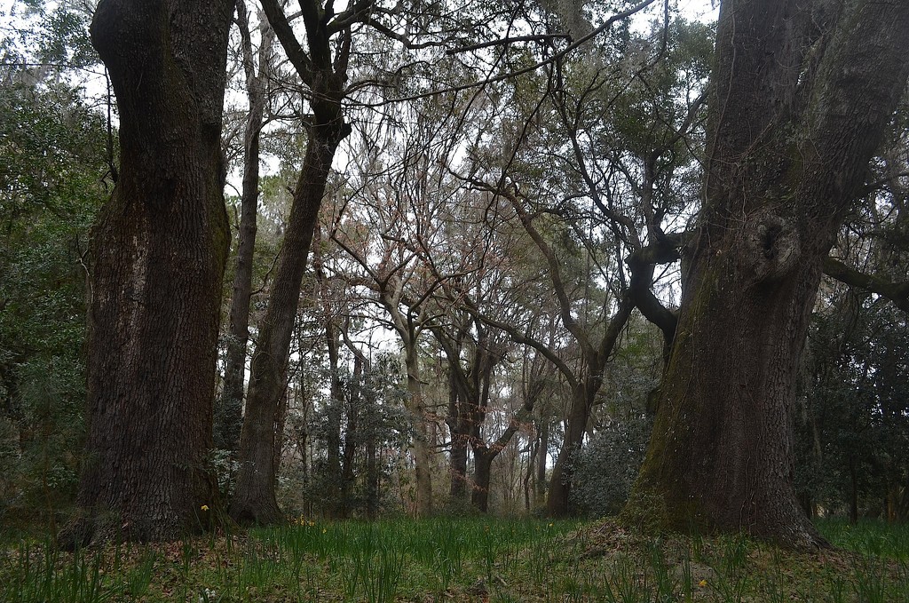 Woodland scene at Magnolia Gardens, Charleston, SC by congaree