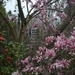 Spring has arrived at Magnolia Gardens, Charleston, SC by congaree