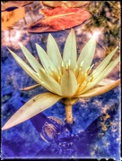 8th Mar 2015 - Blue lotus ponds