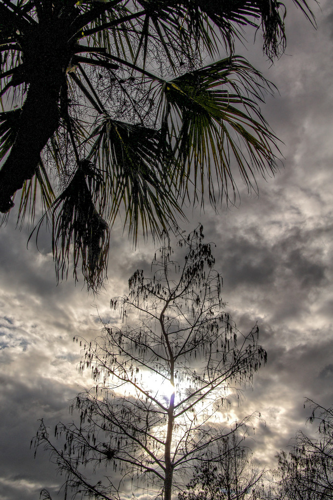 Palms and Cypress by danette