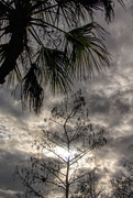 10th Mar 2015 - Palms and Cypress