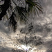 Palms and Cypress by danette