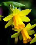 10th Mar 2015 -  10th March 2015 - Daffodils