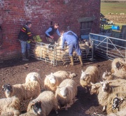 10th Mar 2015 - Sorting the sheep