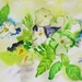 White rose watercolour by jennymdennis