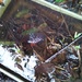 Frogspawn in our old wheelbarrow pond! by jennymdennis