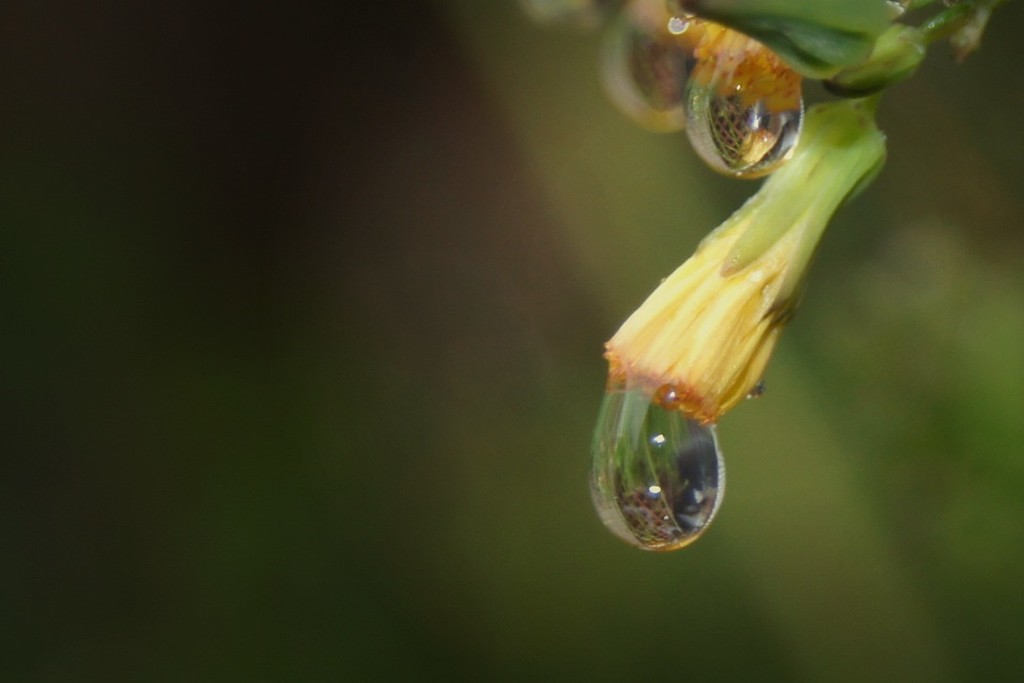 water drop by dmdfday