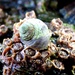 A whelk among barnacles by julienne1