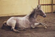 6th Mar 2015 - Adorable Pony :)