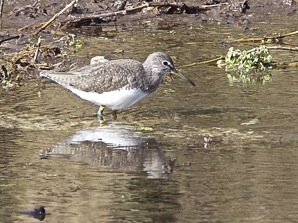 Green Sandpiper-view in black if you have the time. by padlock