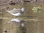 10th Mar 2015 - Green Sandpiper-view in black if you have the time.