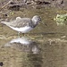 Green Sandpiper-view in black if you have the time. by padlock