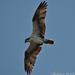 osprey by mjmaven