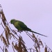 Ring-Necked Parakeet by susiemc