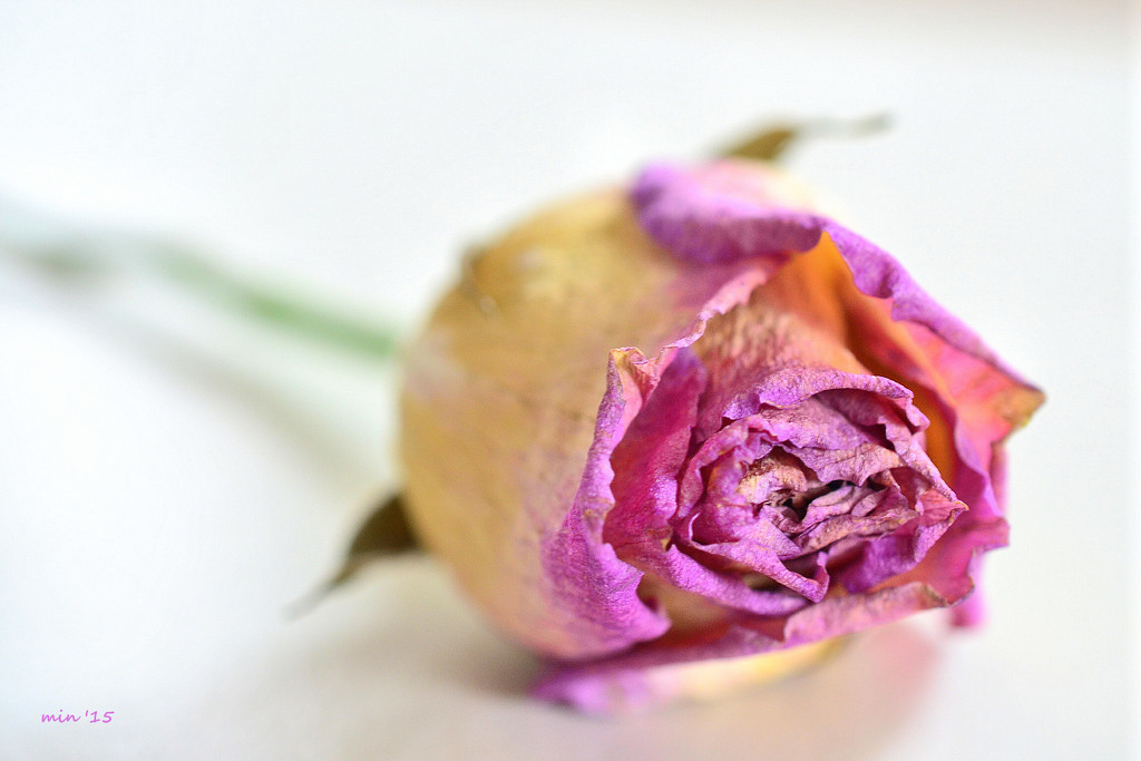 Dried Pink Rose by mhei