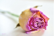 10th Mar 2015 - Dried Pink Rose