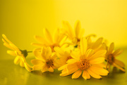 9th Mar 2015 - (Day 24) - Say 'Yellow' to Spring