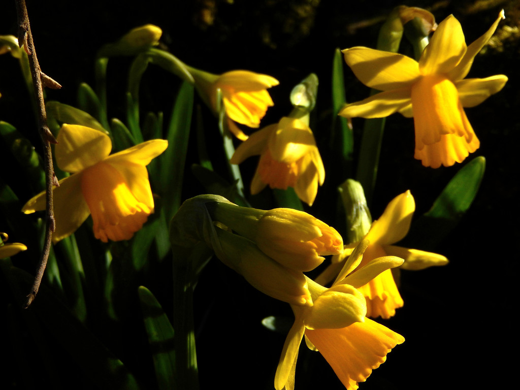 Daffodils....  by snowy