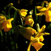 Daffodils....  by snowy