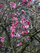 5th Mar 2015 - Spindle tree ...
