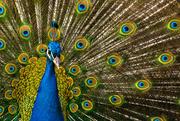 10th Mar 2015 - Peacock