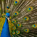 Peacock by leonbuys83