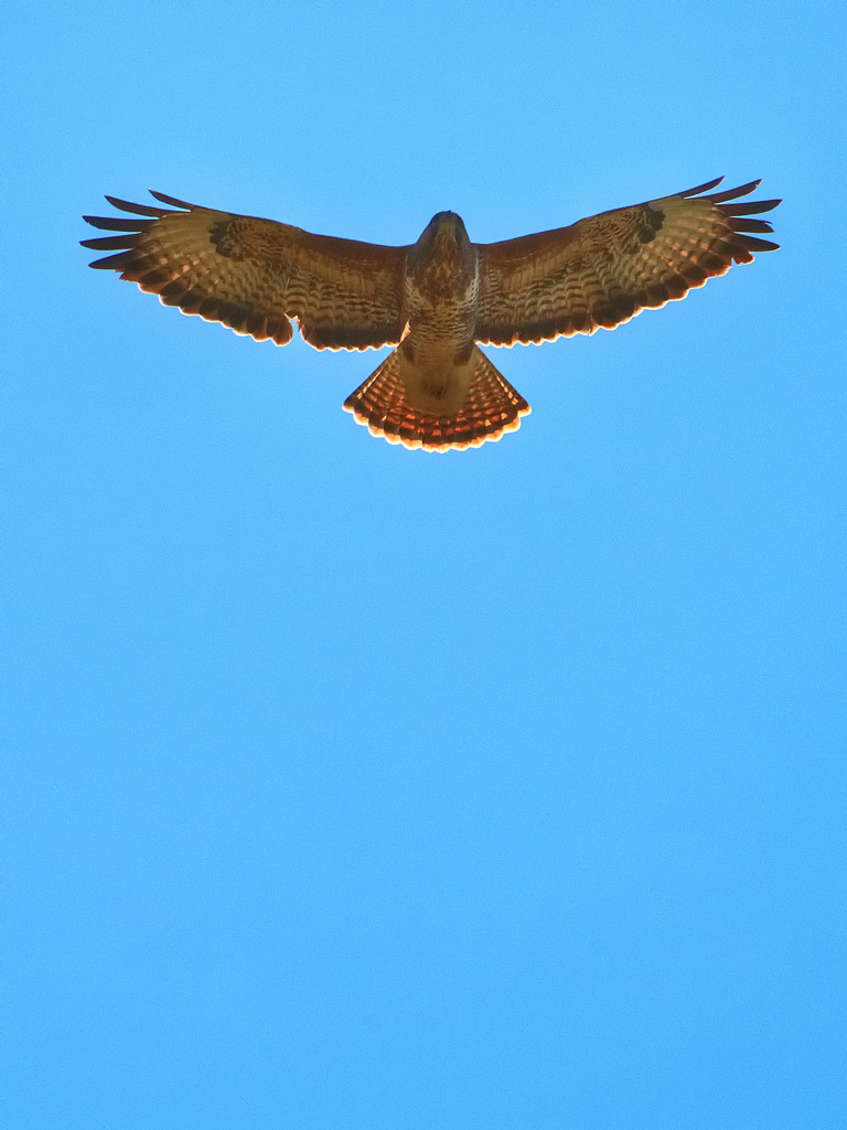 Buzzard. by gamelee