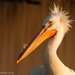 I'm a Pelican Dude & That's OK by shesnapped