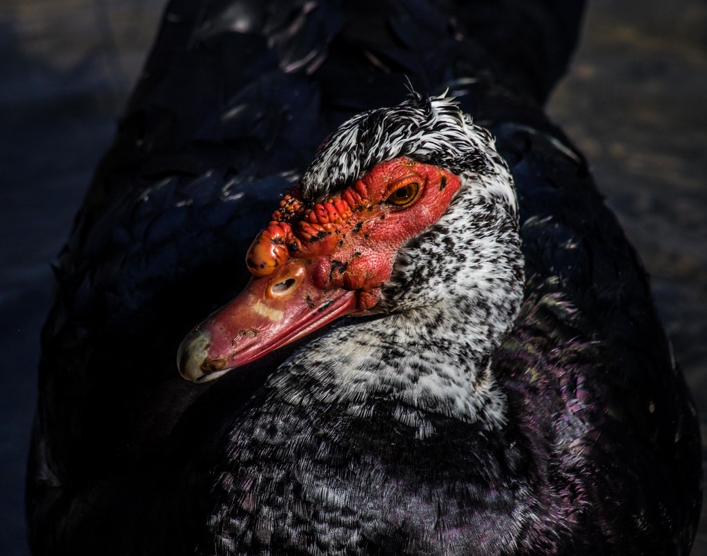 Muscovy Love by darylo