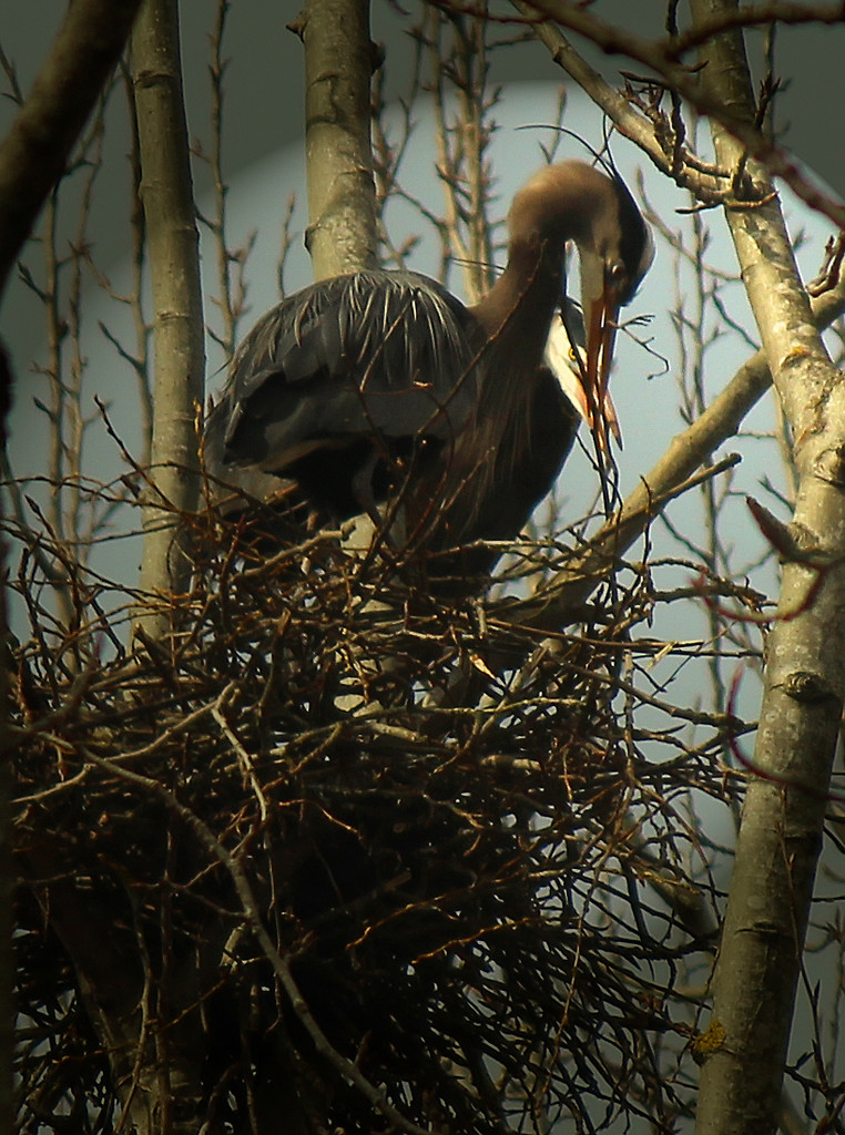 Builder Birds by nanderson