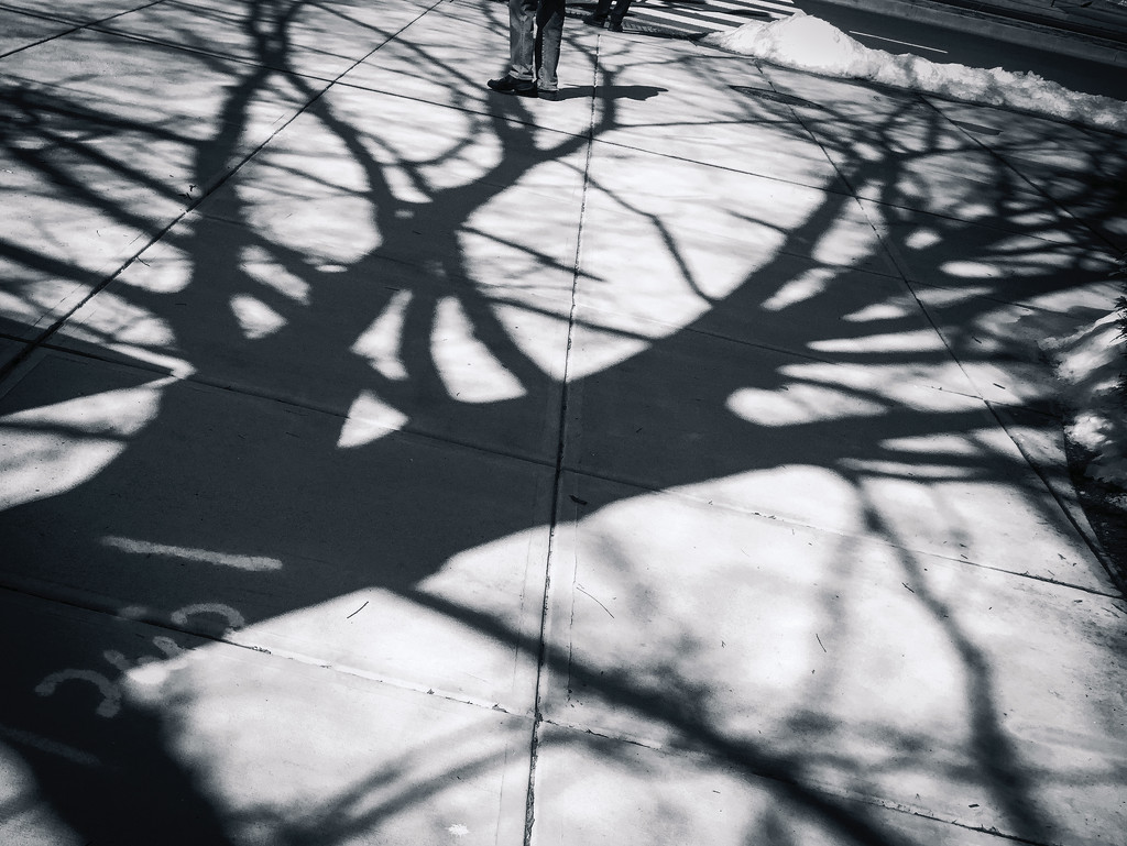 Tree Shadow near Costco by jbritt