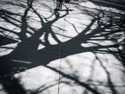8th Mar 2015 - Tree Shadow near Costco