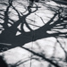 Tree Shadow near Costco by jbritt