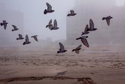 4th Mar 2015 - Foggy Pigeon Flock