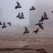 Foggy Pigeon Flock by jbritt