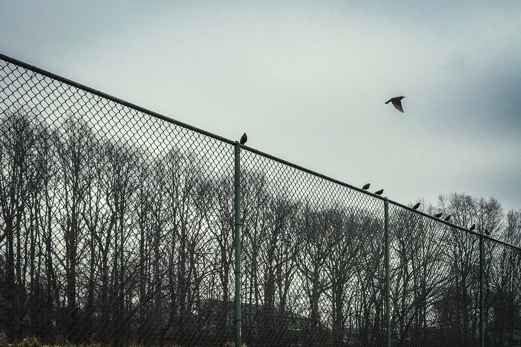 Birds on Fence @ Bluemont Junction by jbritt