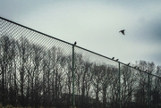 10th Mar 2015 - Birds on Fence @ Bluemont Junction