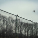 Birds on Fence @ Bluemont Junction by jbritt